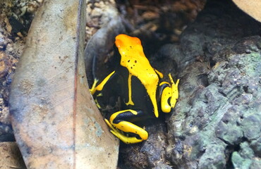 Yellow-banded poison dart frog on a dry brown leaf