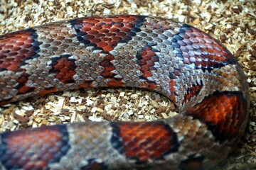 Beautiful patterns of Corn Snake, originally from Southeastern United States of America