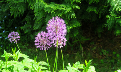 Fototapeta premium Bees and bumblebees collect nectar in the garden on Lilac decorative flowers.