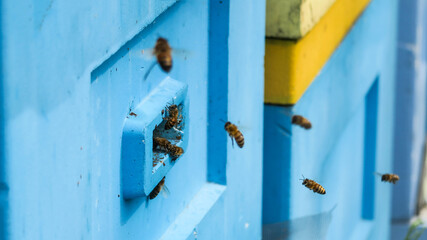 Wooden beehives in the apiary. Bees fly at work near the entrance to the hive.