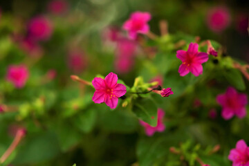 Mirabilis Jalapa pink flower in summer garden, Mirabilis Jalapa, mirabilis Jalapa in summer garden, Single pink flower of Mirabilis Jalapa in September, Pair of bright pink flowers of Mirabilis Jalapa