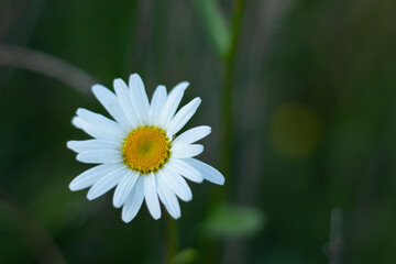 white daisy flower