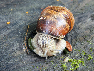 Grape snail (Helix pomatia), two snails crawling on an old wooden board, close-up, macro photo. A variety of wildlife, gastropods.