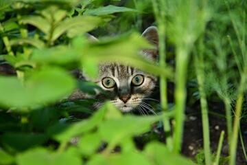 cat on grass