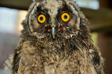Owl