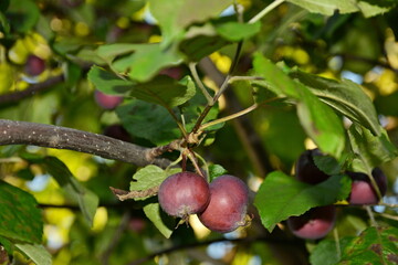 apples on a branch