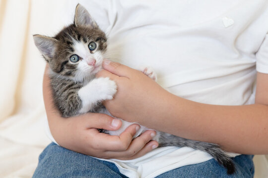 cute brown kitten cat in her arms on a white blanket at home close-up looking at the camera. High quality photo