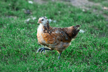 Small brown chicken running free outside in the summer grass.