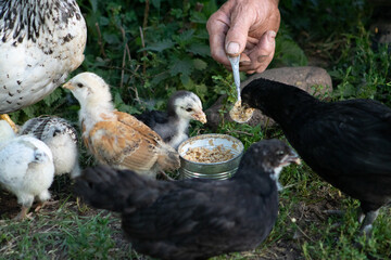 Chicken with babies eating from a metal can held by an old farmer. Close up of a farm life.