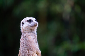 meerkat on guard duty