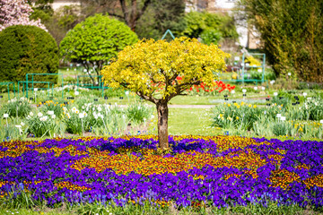 Flowers from the Krakow botanical garden