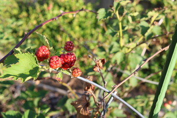 red berries of viburnum