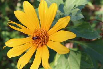 yellow flower on the background