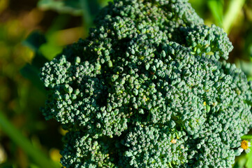 Green inflorescences of broccoli cabbage close-up in the garden on a sunny day. Natural background with selective focus on the greens of broccoli.