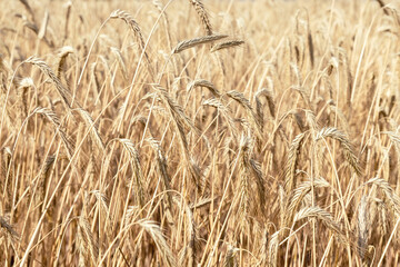 Close-up texture pattern view of ripe golden organic wheat stalk field landscape on bright sunny...