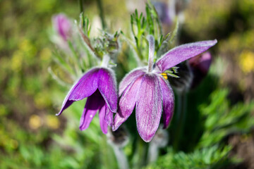 Flowers from the Krakow botanical garden