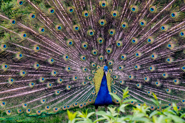 Obraz premium photo of a peacock fluffing its tail in nature