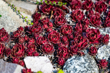 Flowers from the Krakow botanical garden