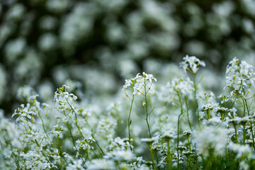 Flowers from the Krakow botanical garden
