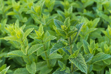 spearmint plant growing outdoors Mentha spicata