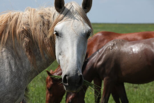 Portrait Of A Horse Mare Head Muzzle Nostrils Eyes Close-Up.Wild Animal Herd Background Wildlife