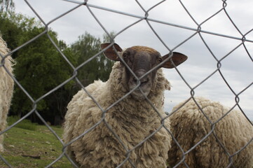 sheep II