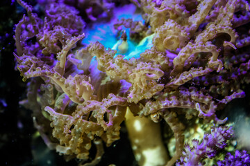 Fototapeta na wymiar Green pacific rim anemone - saltwater tank 