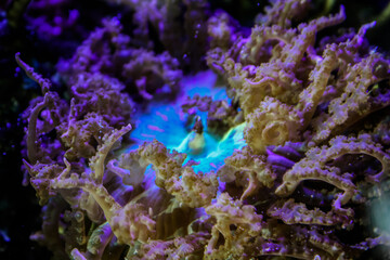 Naklejka na ściany i meble Green pacific rim anemone - saltwater tank 