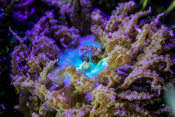 Plakat Green pacific rim anemone - saltwater tank 