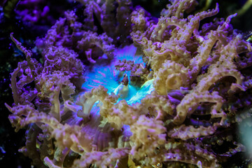 Obraz premium Green pacific rim anemone - saltwater tank 