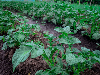 Close up view of row with organic potato plants in a farm field. Bio agriculture without pesticides.