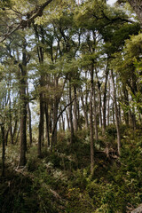 Fototapeta premium favoritos