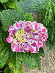 Pink and white stripe hydrangea