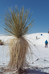 Vertical picture of a dry yucca plant in the white sands in a desert over the background on dune with people there. White Sands National park, NM, USA