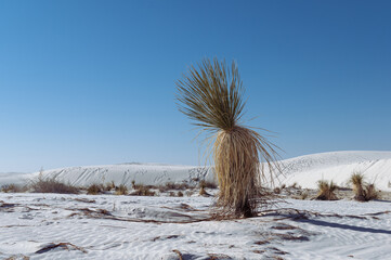 Dry yucca plant in the white sands of desert of White Sands National park, NM, USA