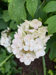 White floral with pink spots