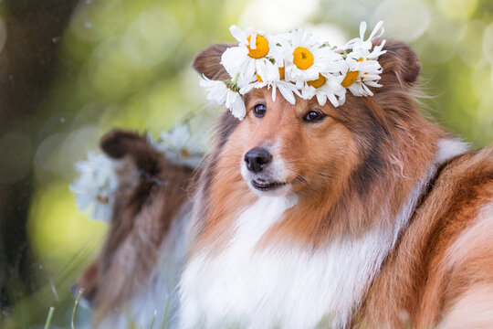 Beautiful sable white shetland sheepdog, sheltie, small collie lassie dog outside portrait with   chamomile midsummer circlet of flowers with mirror background. Happy midsummer celebration postcard