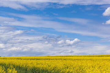The rapeseed field blooms with bright yellow flowers on blue sky