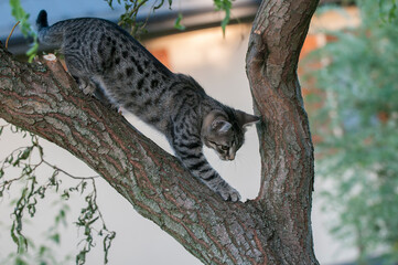 młode koty bawiące się na drzewie