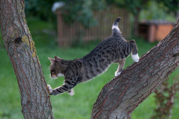 młode koty bawiące się na drzewie - obrazy, fototapety, plakaty