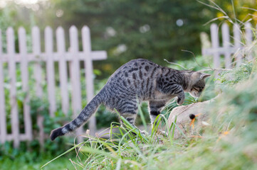 polujący kot w ogrodzie - obrazy, fototapety, plakaty