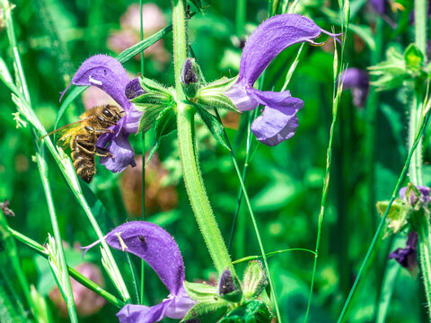 Summer bees on purple flower