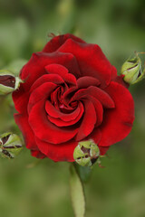 Colorful roses on nature background