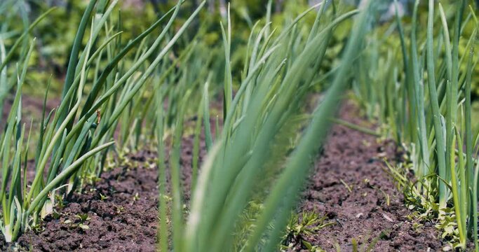 Green onions in the farm bed. Natural greenery on the personal plot. Fresh greens. Dolly shooting. Filming in the daytime, strong wind, greenery swaying