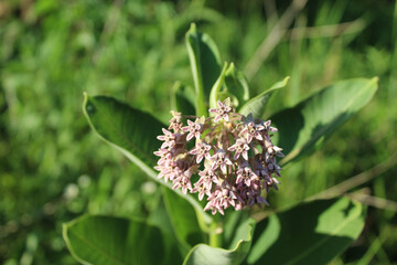 Common milkweed blooms at Iroquois Woods in Park Ridge, Illinois
