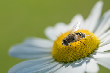 pszczoła siedząca na płatku kwiatowym - obrazy, fototapety, plakaty