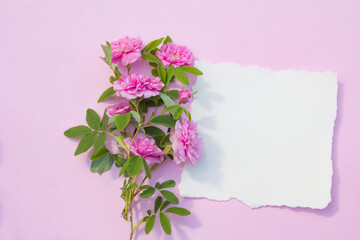 Fototapeta na wymiar Blank paper card mockup on pink pastel background and purple rose flowers. Top view 