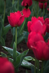 Naklejka premium COLORFUL TULIPS IN A FIELD