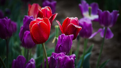 COLORFUL TULIPS IN A FIELD