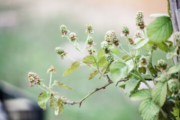 Producing blackberry plant in late spring / early summer 